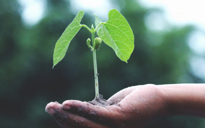 6 graines germées pour booster votre immunité !