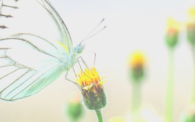 Souffle du printemps : le renouveau de l&rsquo;Etre