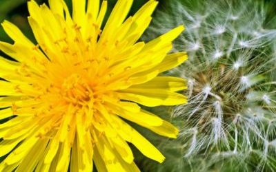 La dent de lion, vous la connaissez ?